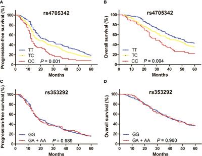 The polymorphism rs4705342 in the promoter of miR-143/145 is related to the risk of epithelial ovarian cancer and patient prognosis